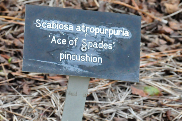 Scabiosa atropurpuria sign